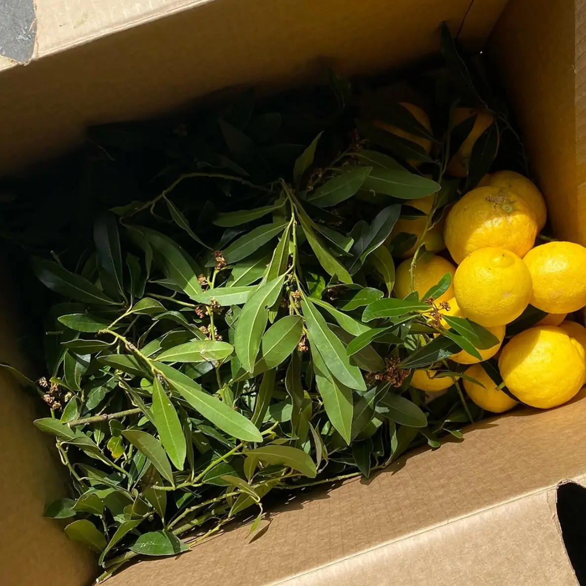 Backyard fresh bay leaves and lemons to share, from a CERES Fair Food customer