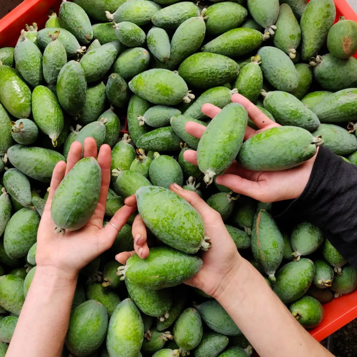 Feijoa fruit arriving from the grower