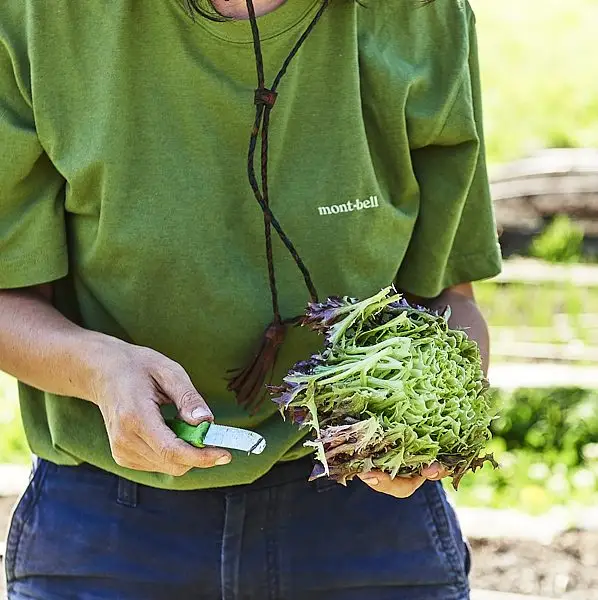 CERES farmer harvesting mizuna at Honey Lane market garden