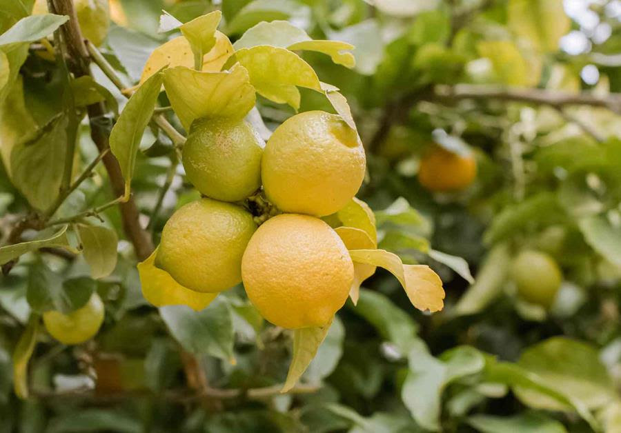 backyard lemons