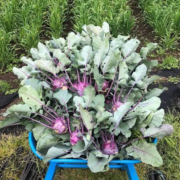 Kohl rabi in blue wheelbarrow at CERES Joes Market Garden, Coburg