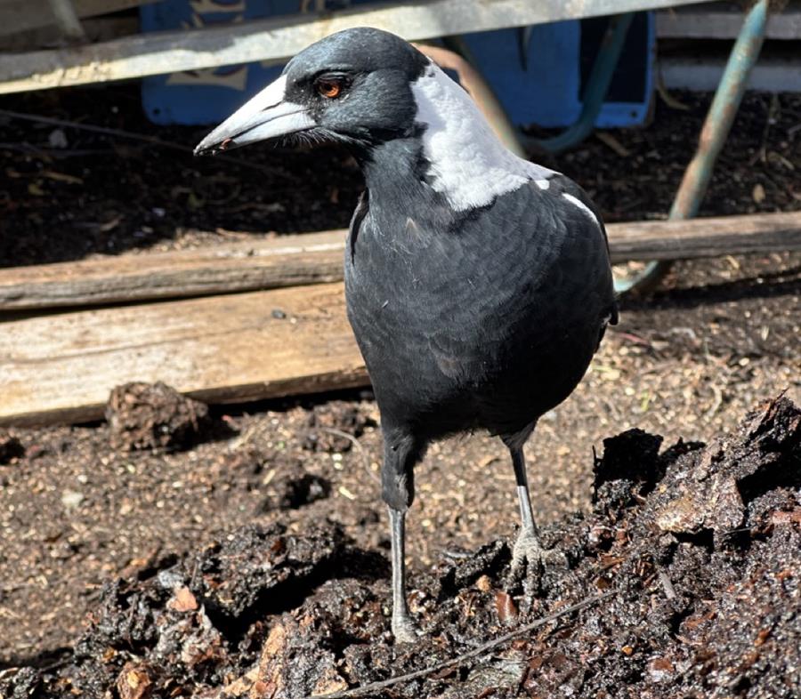 CERES magpie friend helping with composting week