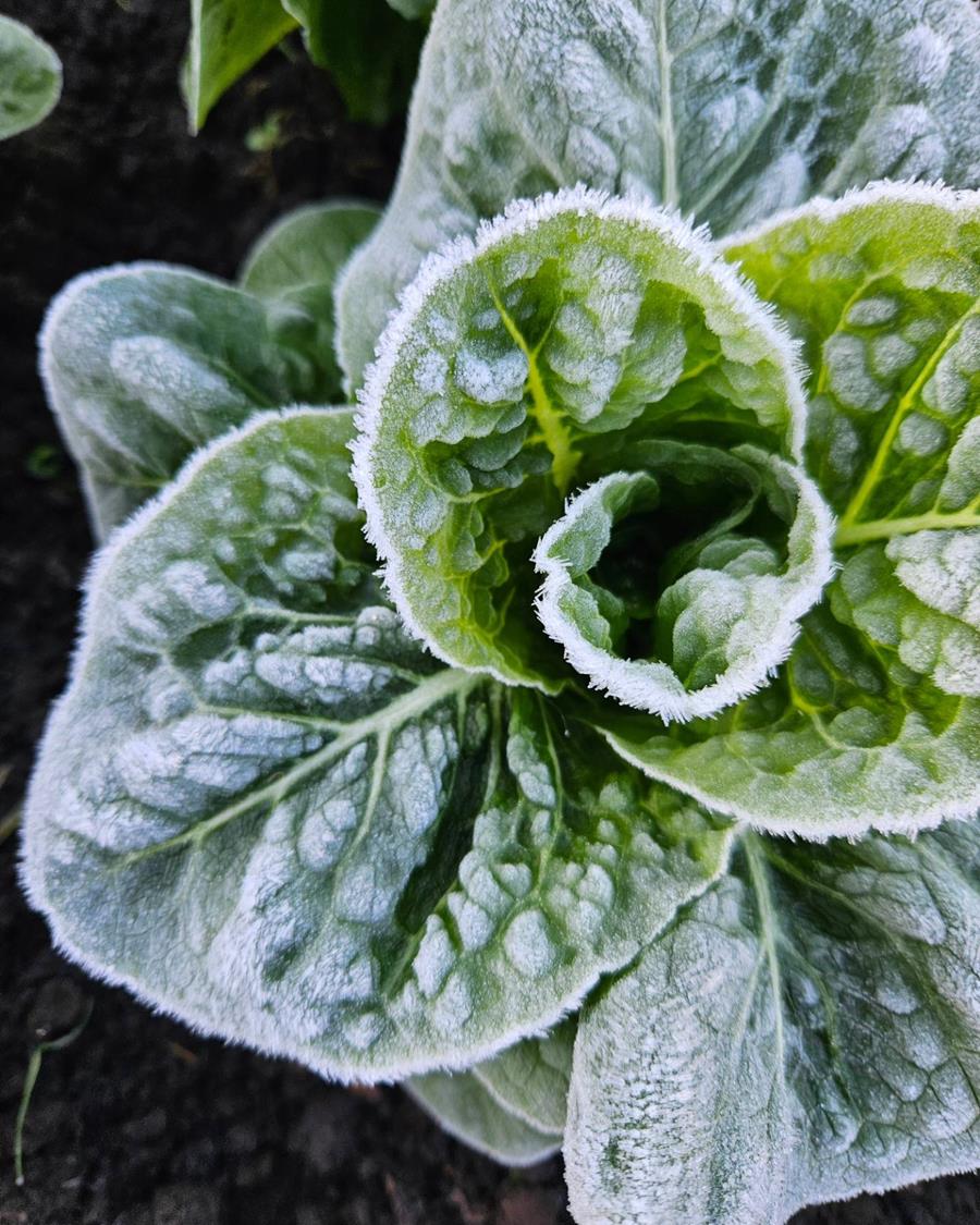 Frosty lettuce at CERES Joe's Market Garden