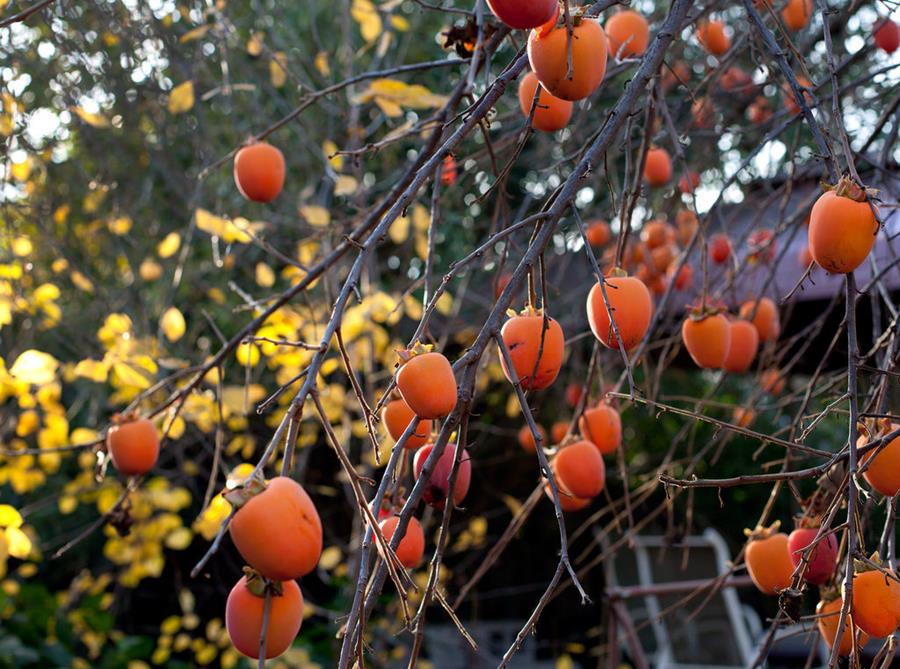 Persimmon fruit ripening on bare winter tree