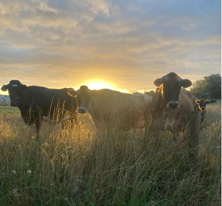 Dairy cows at Schulz Organic Dairy