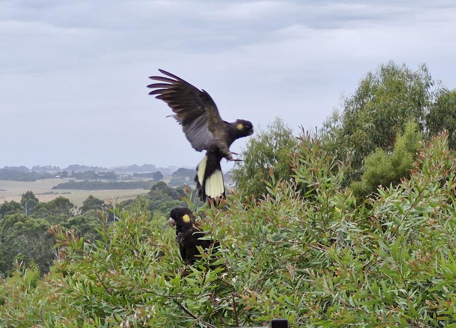 Yellow tailed black cockatoos feeding in tree