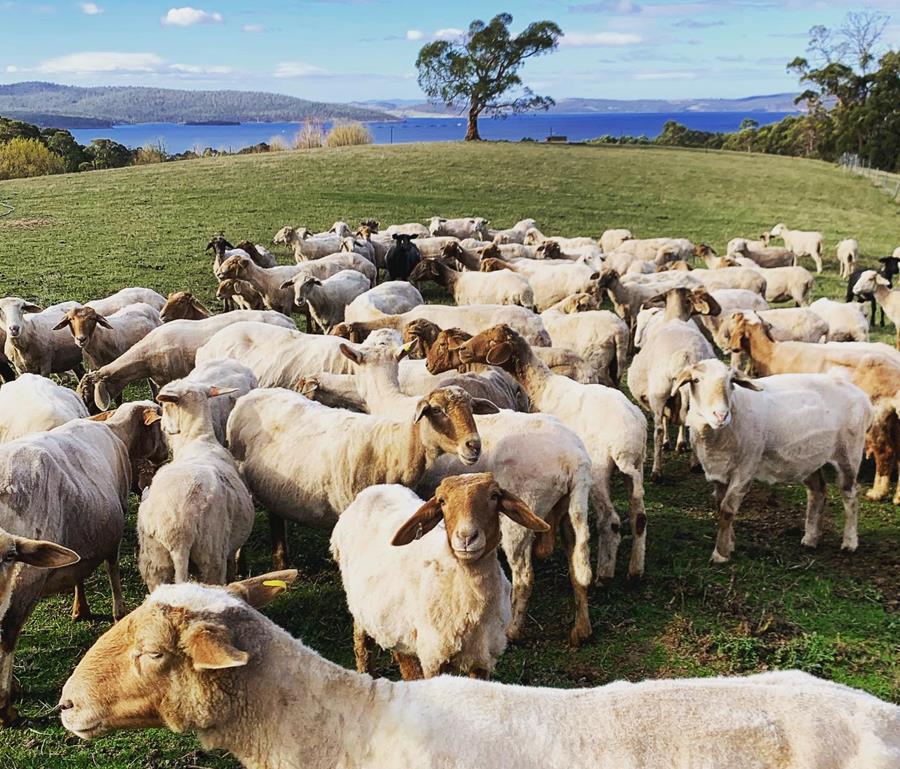 Sheep herd at Grandvewe Cheese, Tasmania