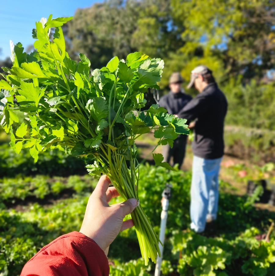 Parsley bunch at CERES Joe's Garden, Coburg