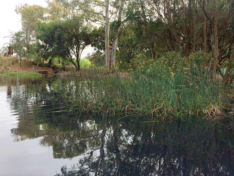 The dam and surrounding wetland vegetation at CERES, Brunswick