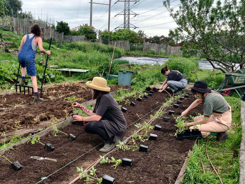 CERES Volunteers working in Honey Lane market garden