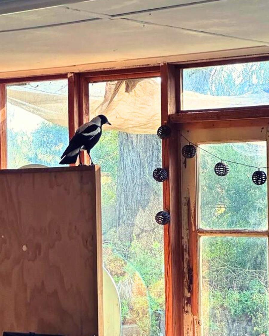 Magpie friend in CERES office 2