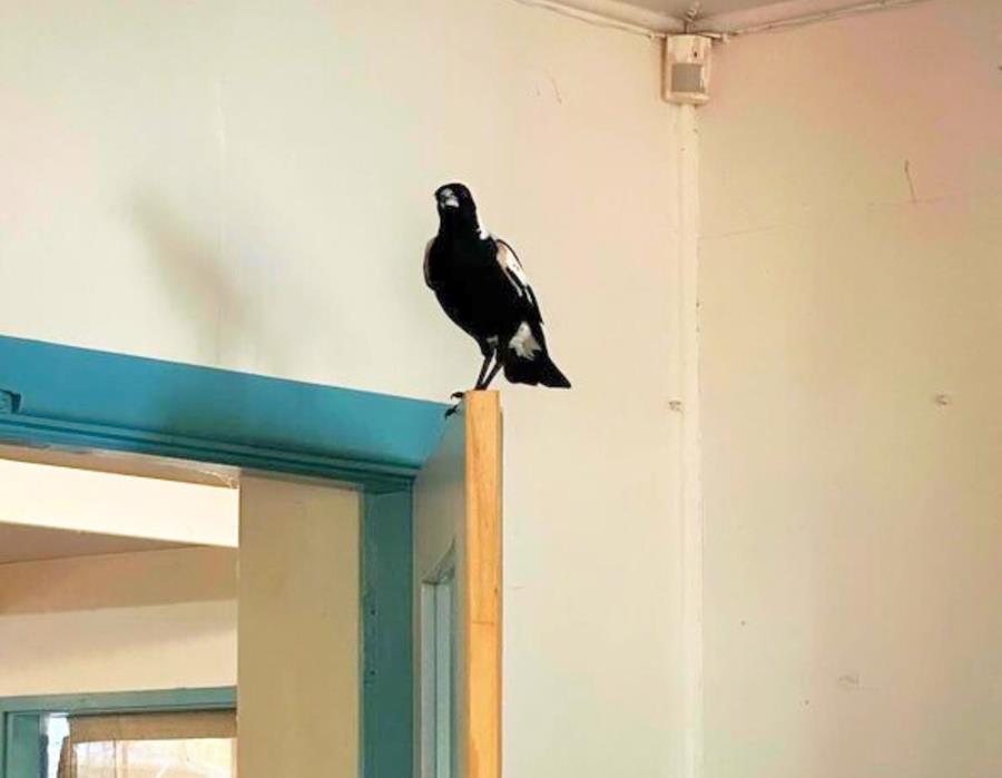 Magpie friend in CERES office 2