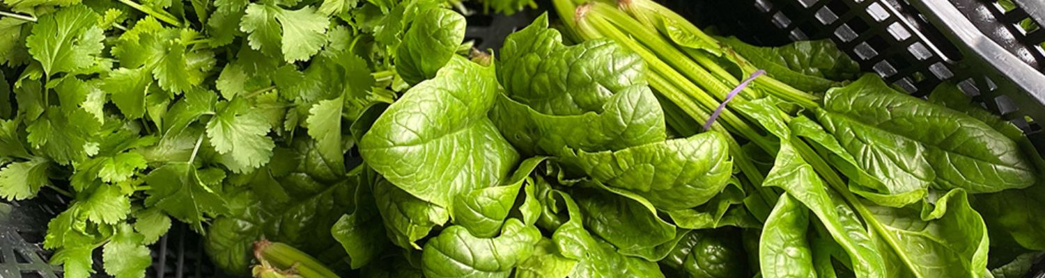 Fresh coriander and spinach in a harvest crate Banner - CERES Fair Food