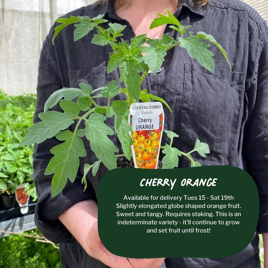 CERES Tomato Seedlings - Cherry Orange