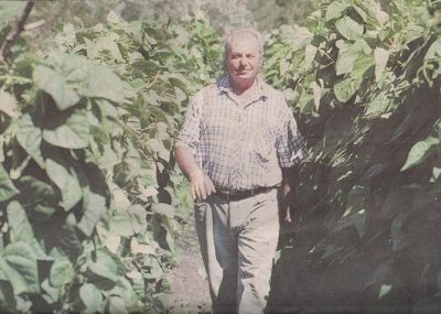 Joe Garita walking in a row of climbing beans, Coburg Market Garden. Image from Moreland Courier, 2000