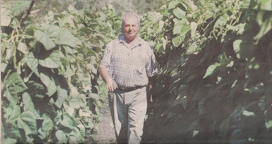 Joe Garita walking in a row of climbing beans, Coburg Market Garden. Image from Moreland Courier, 2000