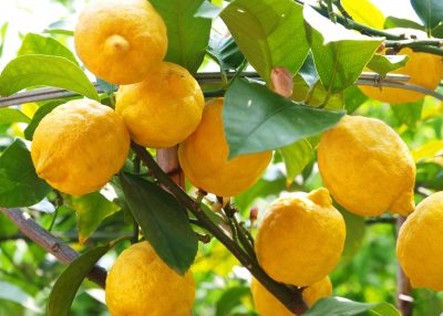 Ripe lemons on the tree, CERES Fair Food