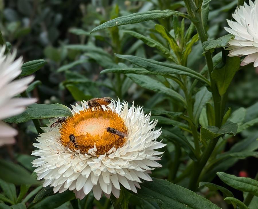 Paper Daisy flower covered in pollinators - hoverflies and honey bees