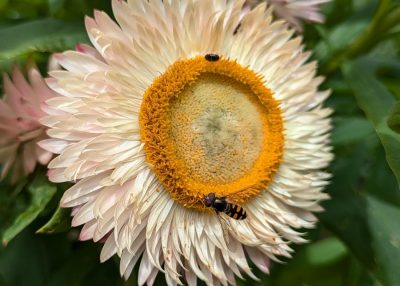 Paper daisy with pollinators