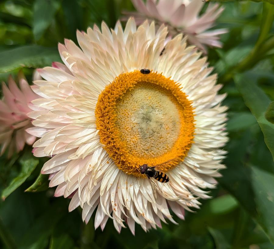 Paper Daisy flower with pollinators