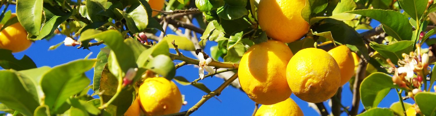 Lemons on the tree Banner - CERES Fair Food