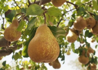 Buerre Bosc pears