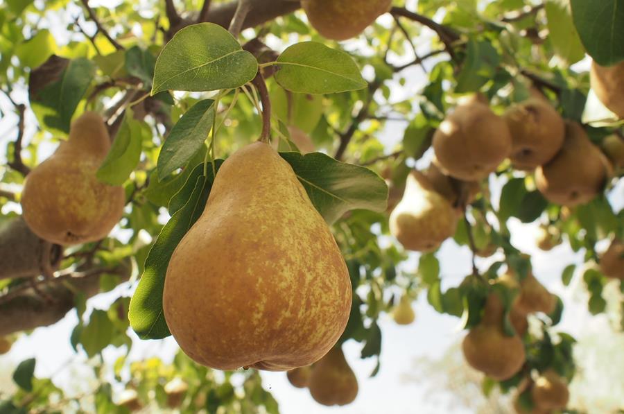 Buerre Bosc pears ripening on the tree