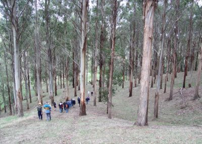 CERES Fair Wood tour of timber property