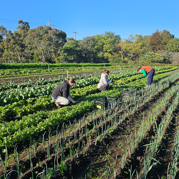 Volunteer team in the rows at CERES Joe's Garden, Coburg