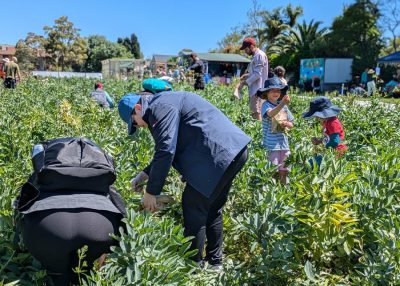 picking broad beans Joes Market Garden, Festival of Fava