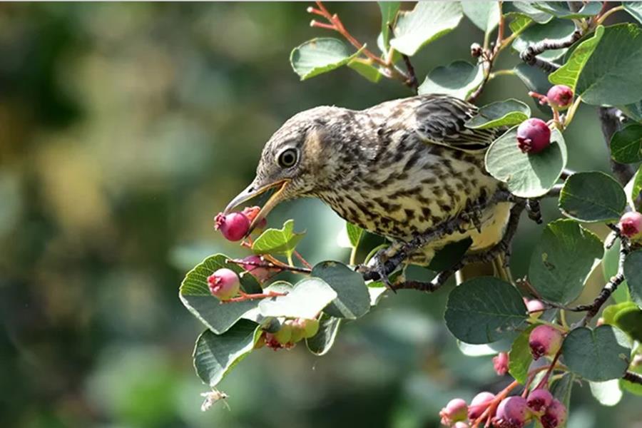 Serviceberry