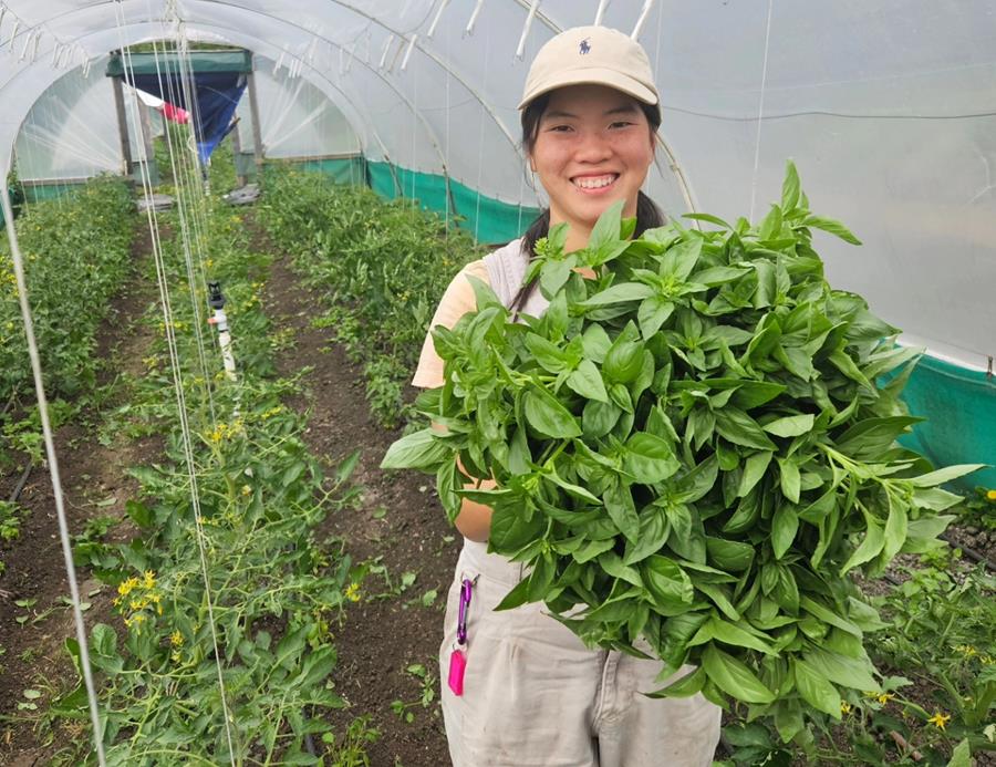 Thanisa with armfuls of basil in the polytunnel at CERES Joe's Market Garden.