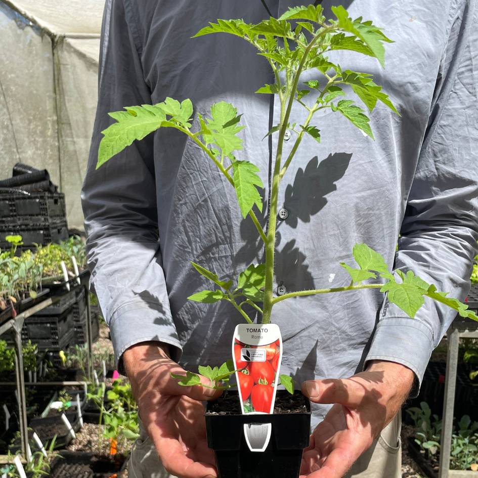 CERES Heirloom tomato seedling - Roma