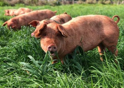 Sunnyville pigs grazing