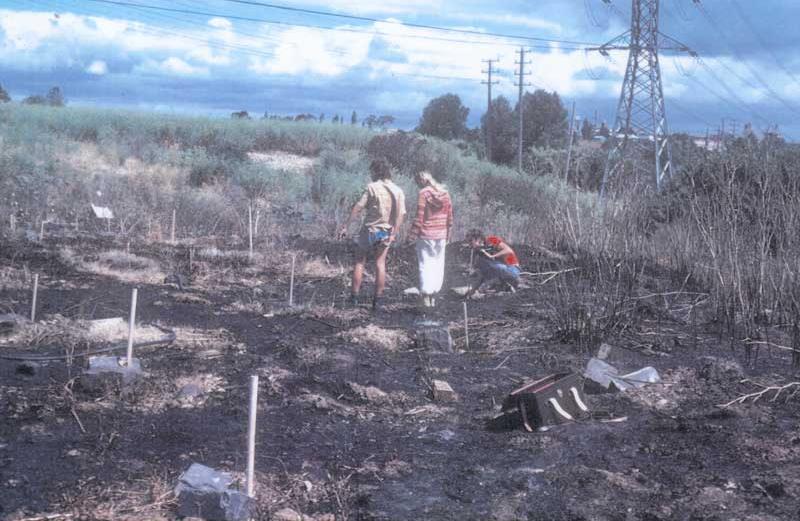 CERES Brunswick site, planting under powerlines - 40 years of CERES archive.