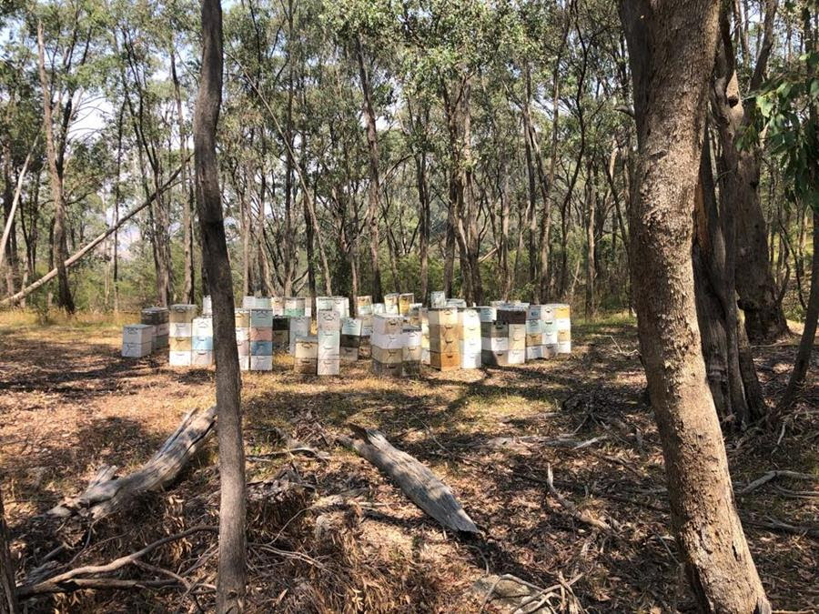 Commercial bee hives in bushland