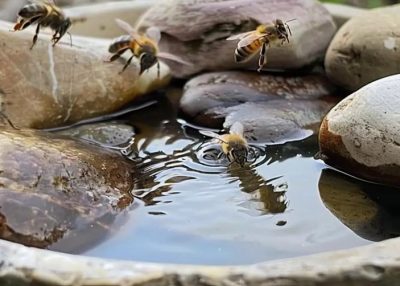 European honey bees at a watering station