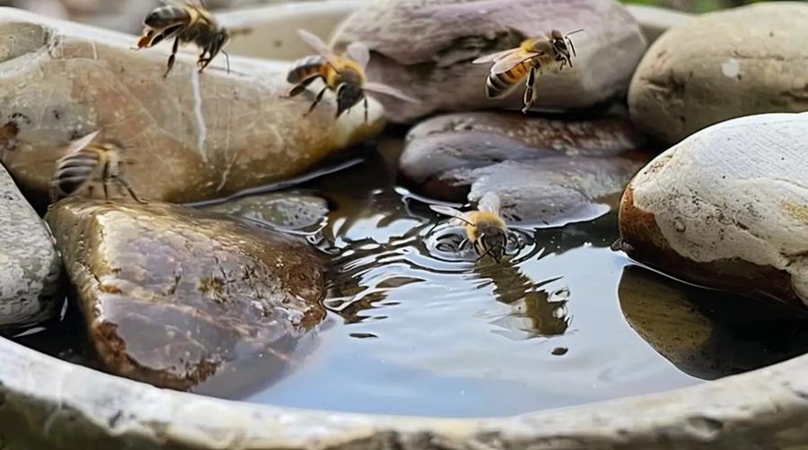 European honey bees at a watering station