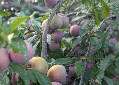 plums ripening on a tree