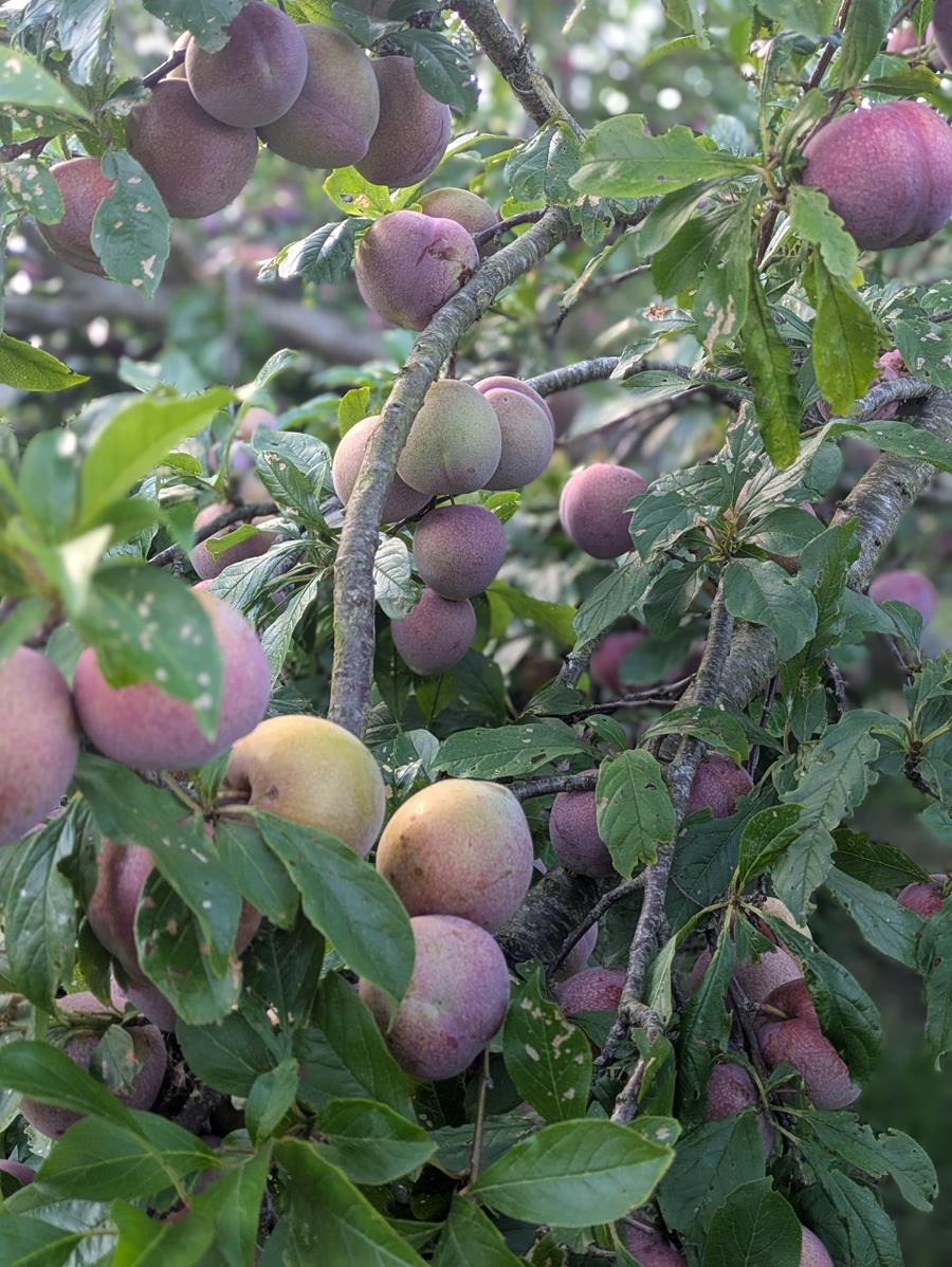 Juicy plums ripening on a tree