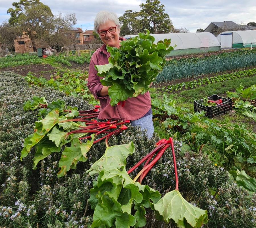 Rhubarb picking and bunches and Joe's Garden, Coburg