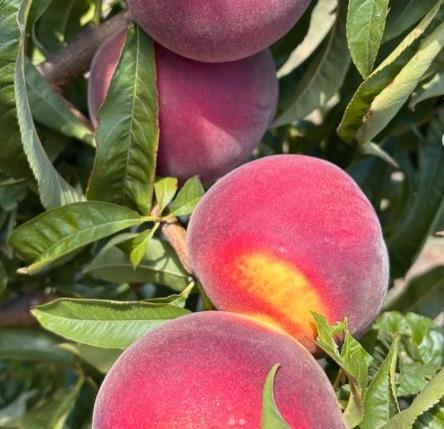 Dimits Italian Red Peaches