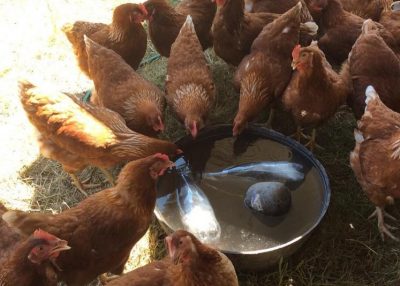 Laying hens trying to keep cool with ice bottles in water troughs