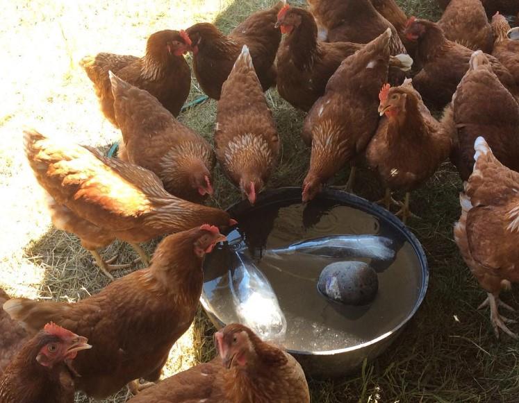 Hot days - laying hens trying to keep cool with ice bottles in water troughs 