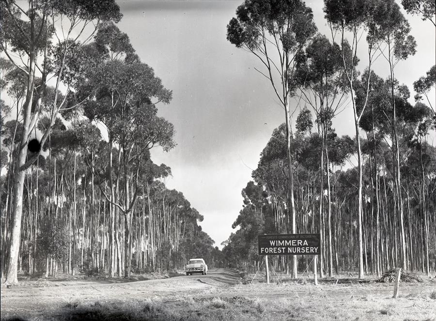 Wimmera Sugar Gum Nursery