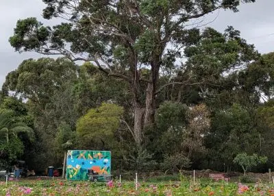 Towering eucalyptus alongside CERES Joe's Market Garden, Coburg.