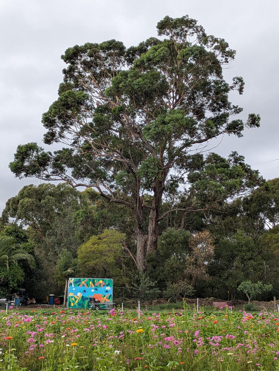 Towering eucalyptus alongside CERES Joe's Market Garden, Coburg.