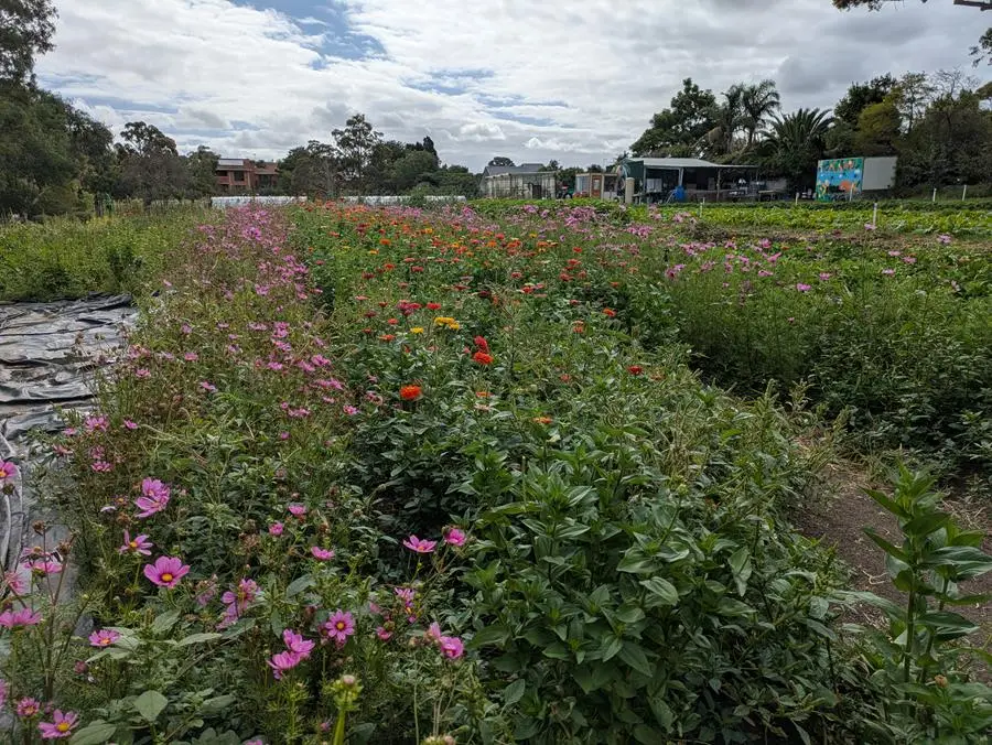 CERES Joe's Market Garden, Coburg - wide farm shot with summer flowers blooming in the foreground. 