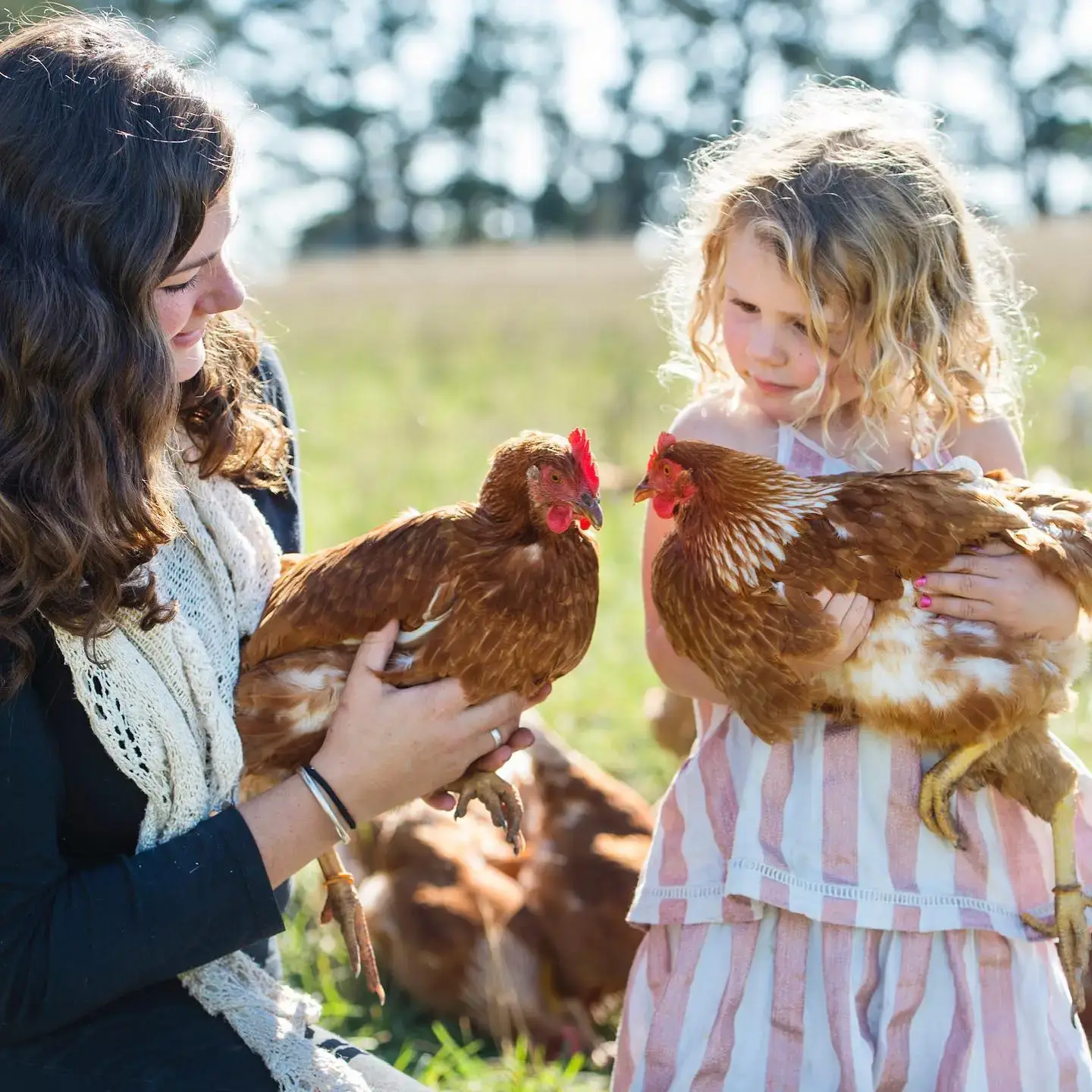 Madelaines Eggs farm, holding hens in the paddock