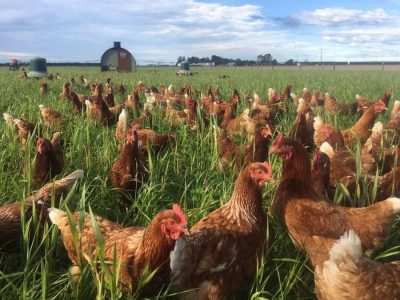 Mountain View Eggs, hens in pasture